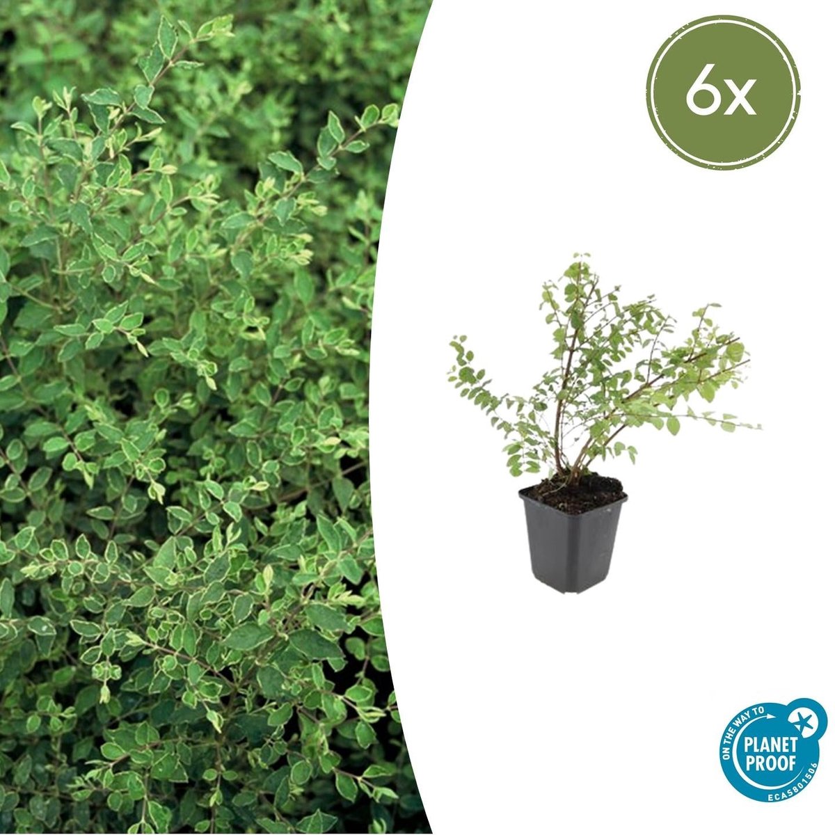 6x Symphoricarpos ch. 'Hancock' - 10-25cm - Ø9cm