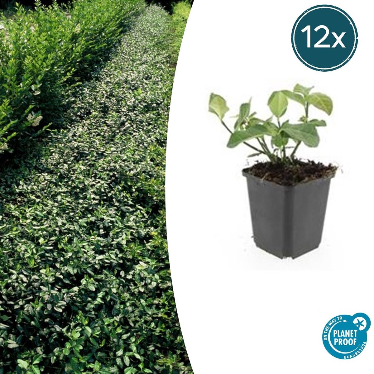 12x Euonymus fort. 'Dart's Blanket' - 10-25cm - Ø9cm