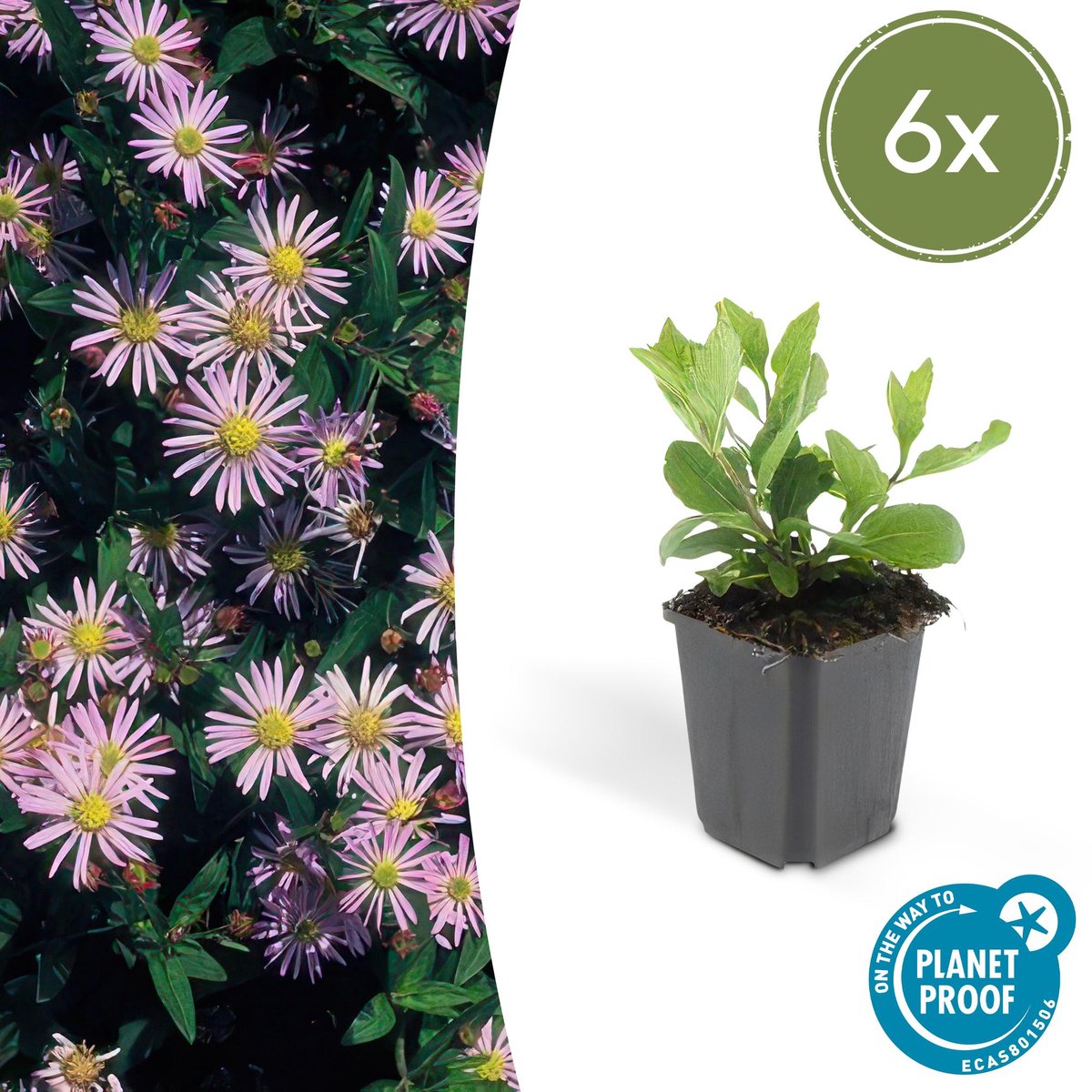 6x Aster ageratoides 'Asran' - 10-25cm - Ø9cm