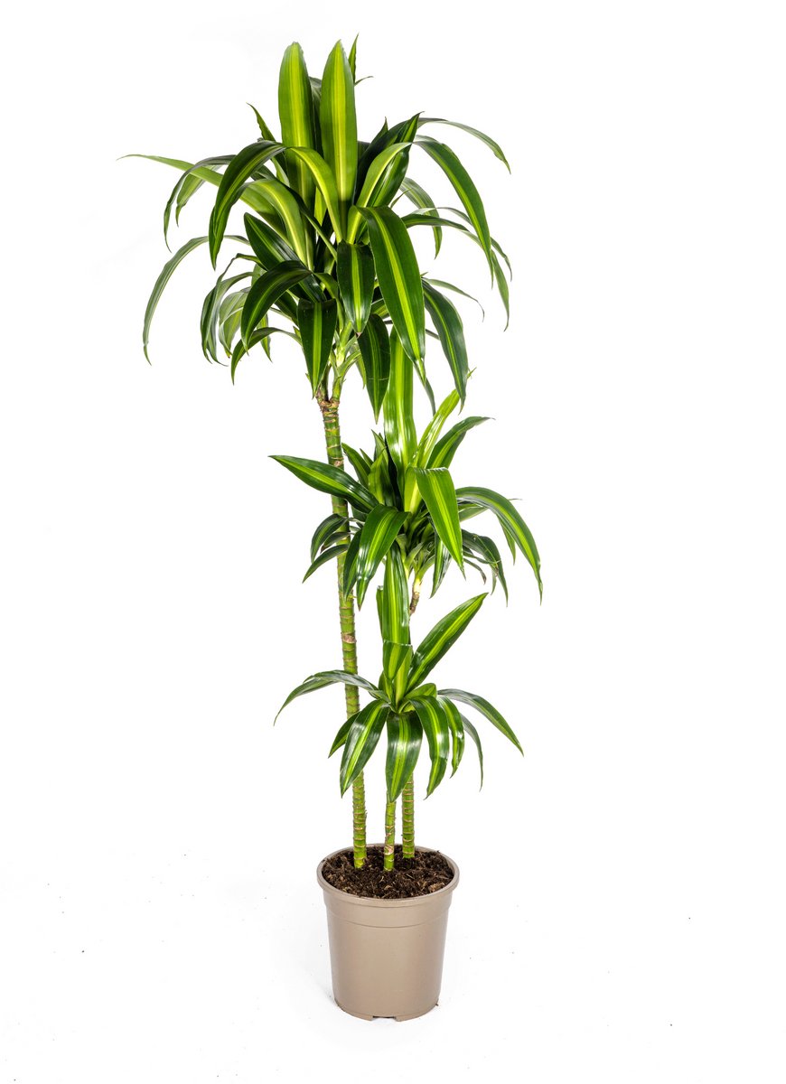 Dracaena Deremensis Hawaiian Sunshine Ø24cm - 130 - 150cm