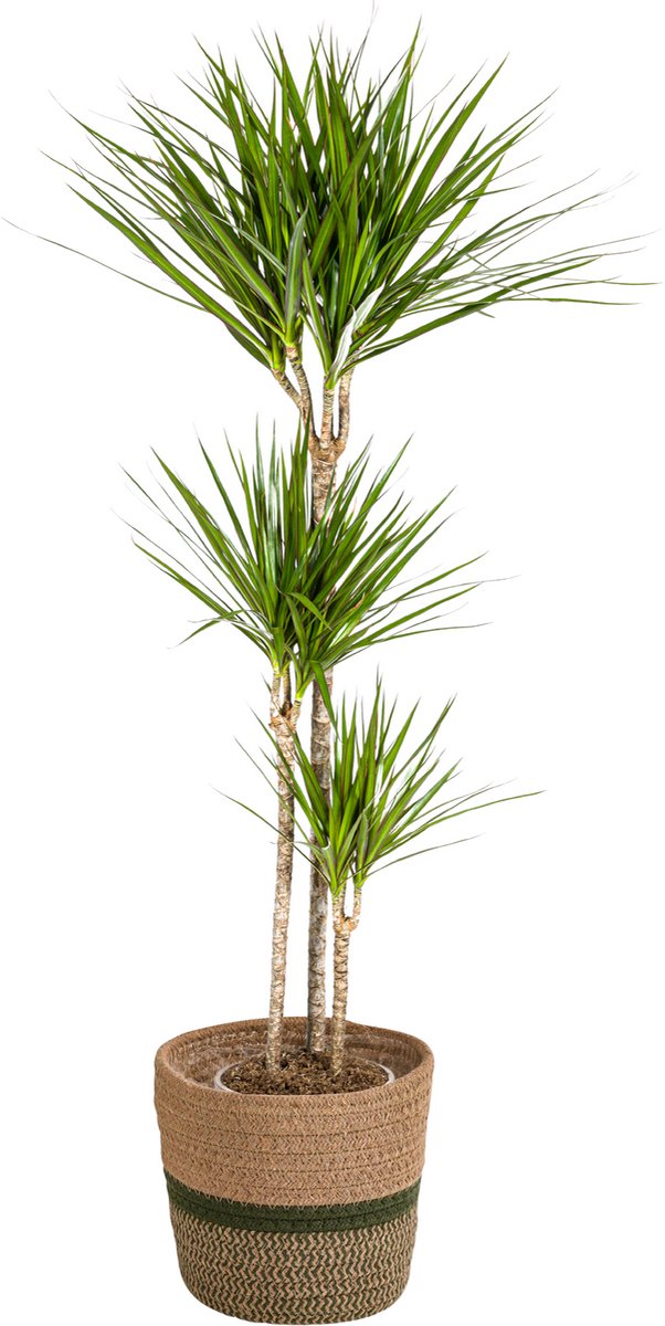 Dracaena Marginata Green met mand Ø24cm - 130 - 150cm
