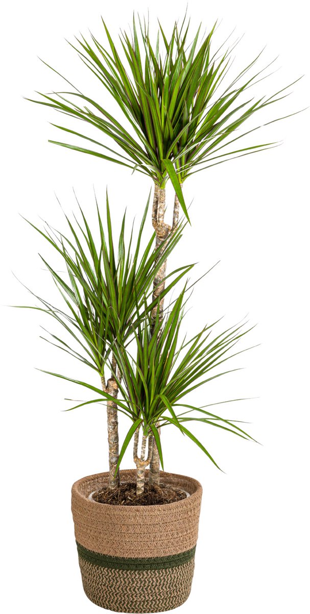Dracaena Marginata Green met mand Ø21cm - 110 - 130cm