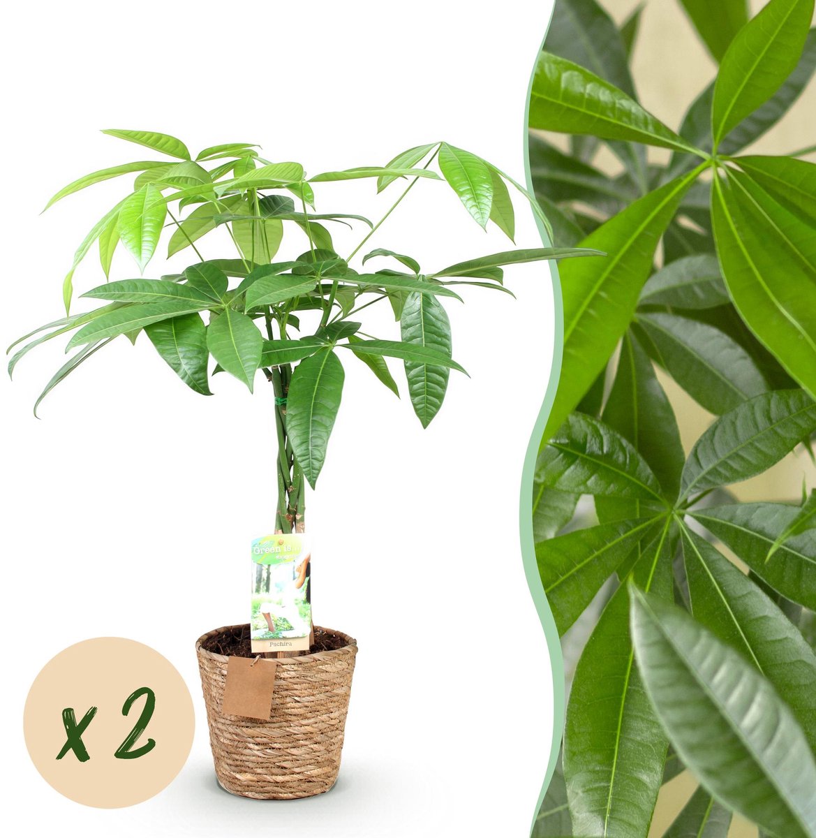 Green is... Kamerplanten - Pachira Aquatica gevlochten stam - Geldboom - Weinig onderhoud - met mand - Groen - 2 Planten - Pot 17cm - Hoogte 60-70cm