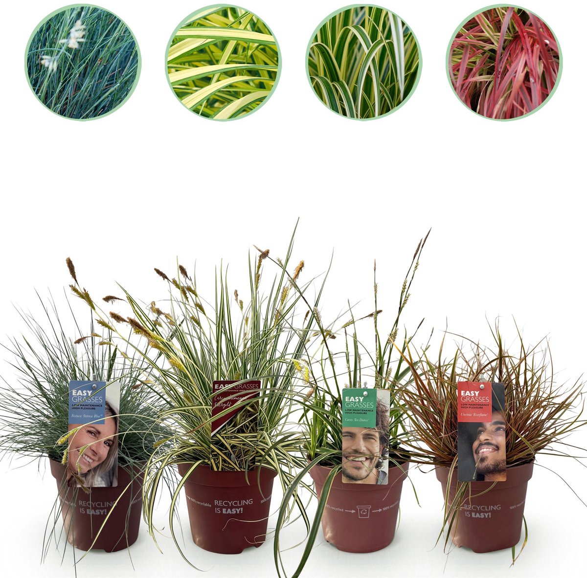 Siergrassen - 4 Planten - Blauw - Geel - Groen - Rood - Bladhoudend - Weinig Onderhoud - Pot 17cm Hoogte 50cm