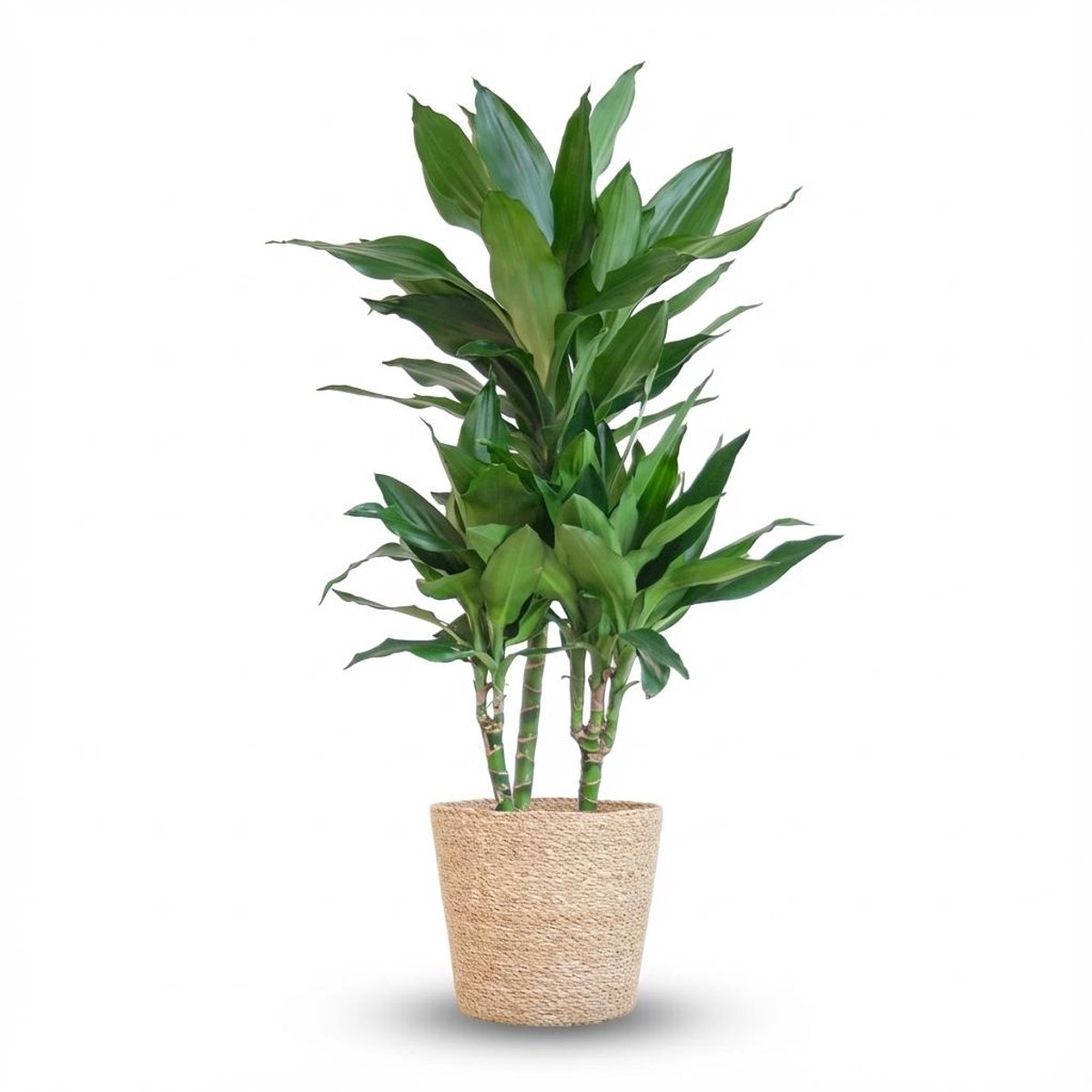 Dracaena Janet Lindt met Zeegras mand naturel - 95cm - Ø21