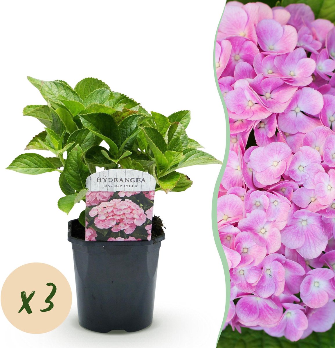 Hortensia - Hydrangea macrophylla Roze - Bloem Roze - 3 Planten - 1 m2 - Bladverliezend - Weinig Onderhoud - Pot 17cm Hoogte 30cm