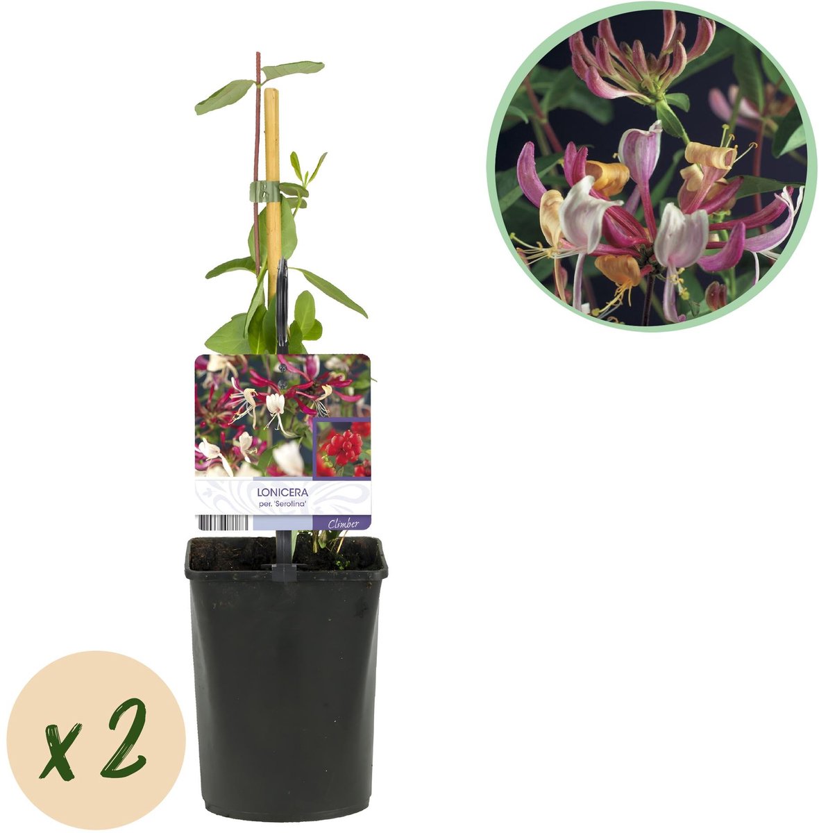Kamperfoelie - Lonicera Serotina - Bloem Roze met Wit - Weinig onderhoud - 2 planten - Pot 11cm Hoogte 40cm