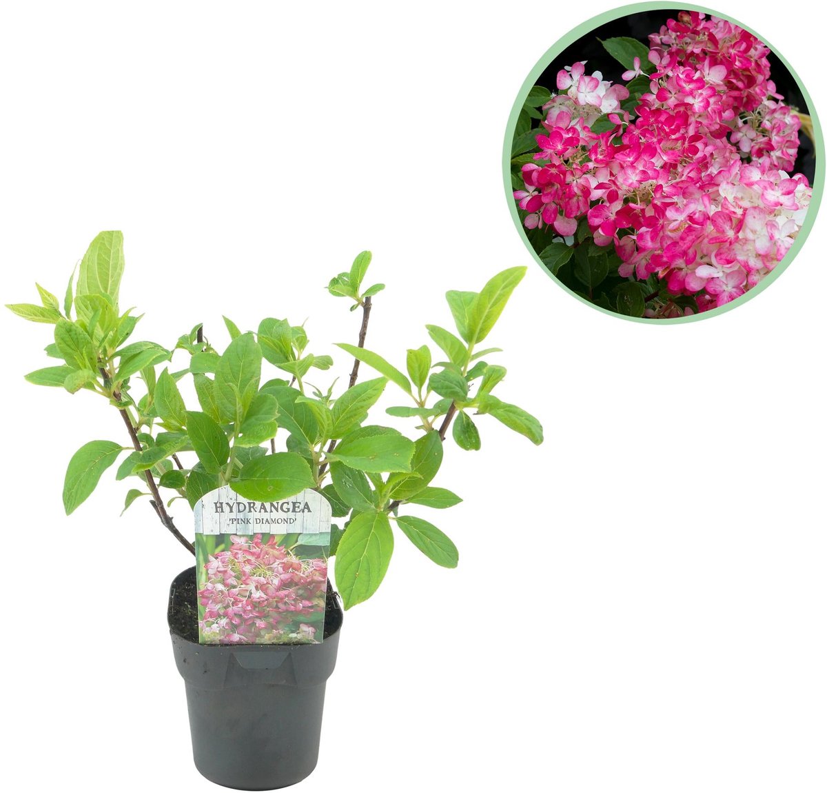 Pluim Hortensia - Hydrangea panniculata Pink Diamond - Bloem Wit Roze - 1 Plant - Bladverliezend - Grote Bloemen - Pot 17cm Hoogte 50cm