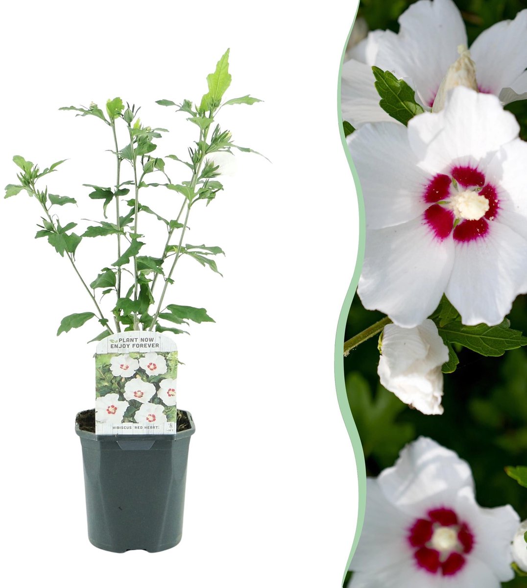 Heesters - Hibiscus syriacus Red Heart - Bloem Wit Met Rood Hart - 1 Plant - Bladverliezend - Weinig Onderhoud - Pot 17cm Hoogte 45cm