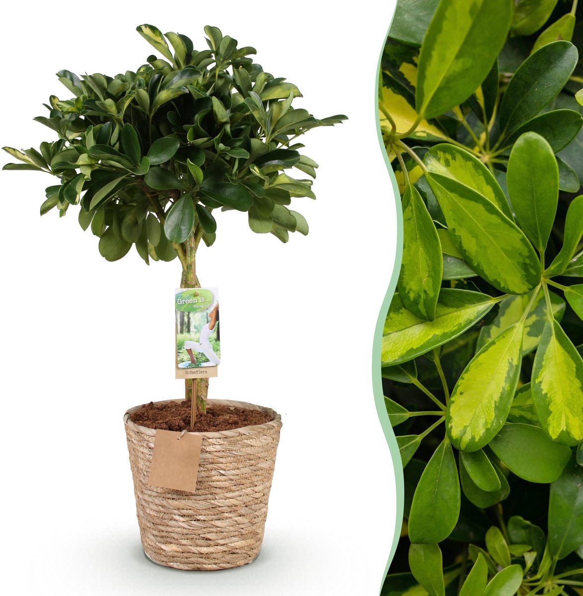 Green is… Kamerplanten - Schefflera Gold Capelle - Vingerboom - Weinig onderhoud - met mand - Groen - goud - 1 Plant - Pot 21cm - Hoogte 70-81cm