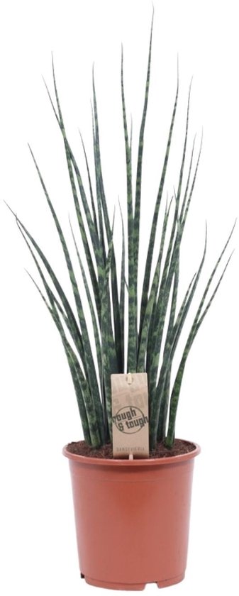 Sansevieria Fernwood Mikado - Ø19cm - 80cm