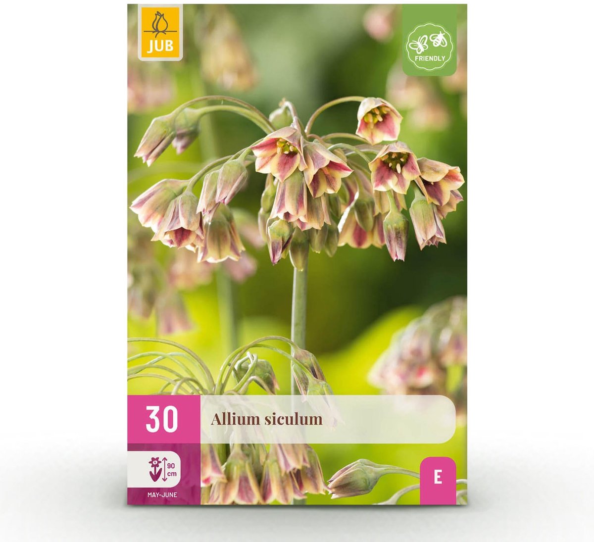 Bloembollen - Allium Siculum - Kleur Roze - 30 stuks - Bolmaat 8/10 - XXL Pack