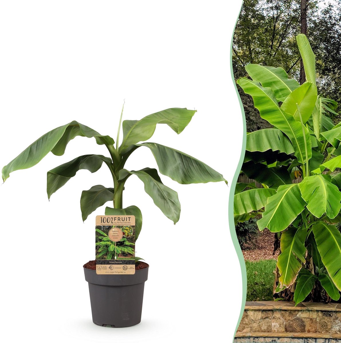Fruitplant - Musa Basjoo - Bananenboom - Winterhard - Groen - 1 Plant - Pot 21cm - Hoogte 70-90cm