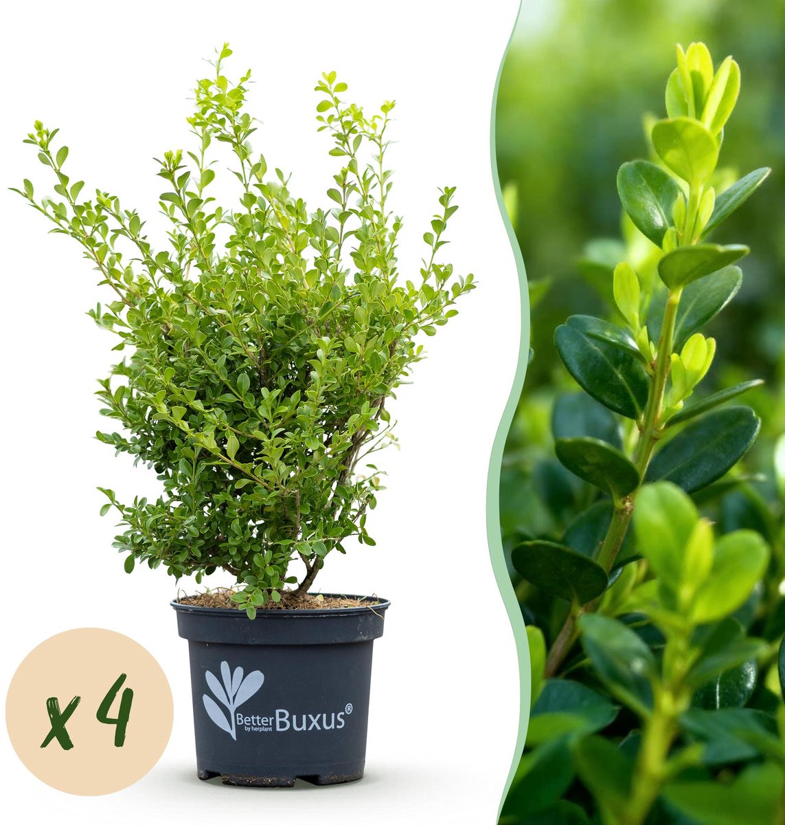 Buxus Haag - BetterBuxus Babylon Beauty - Resistant tegen de Buxus schimmel - 4 planten - 1 strekkende meter - pot 19cm hoogte 50-55
