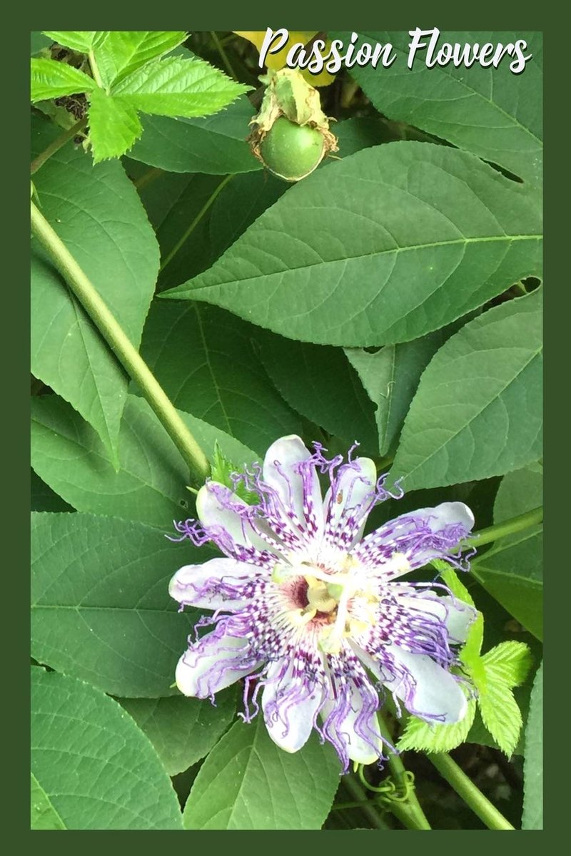 Flowers: Passion Flowers Gratitude Journal 200 pages