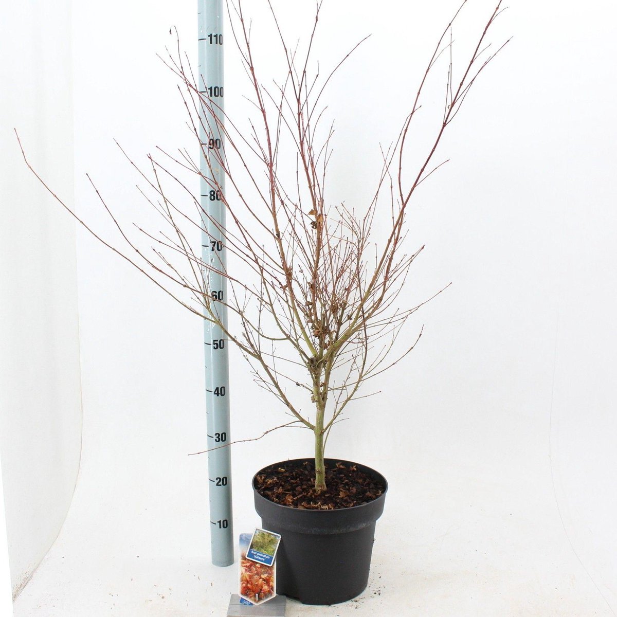 Acer pal. 'Katsura' - Japanse Esdoorn | 100-120 cm in pot