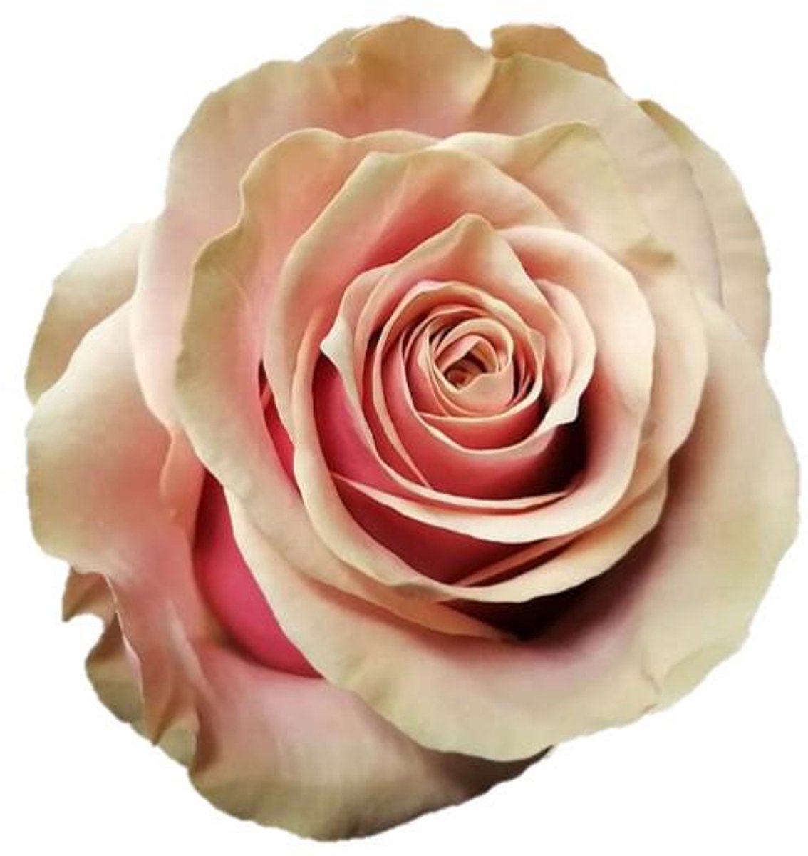 25x Rosa pink amaretto 60cm