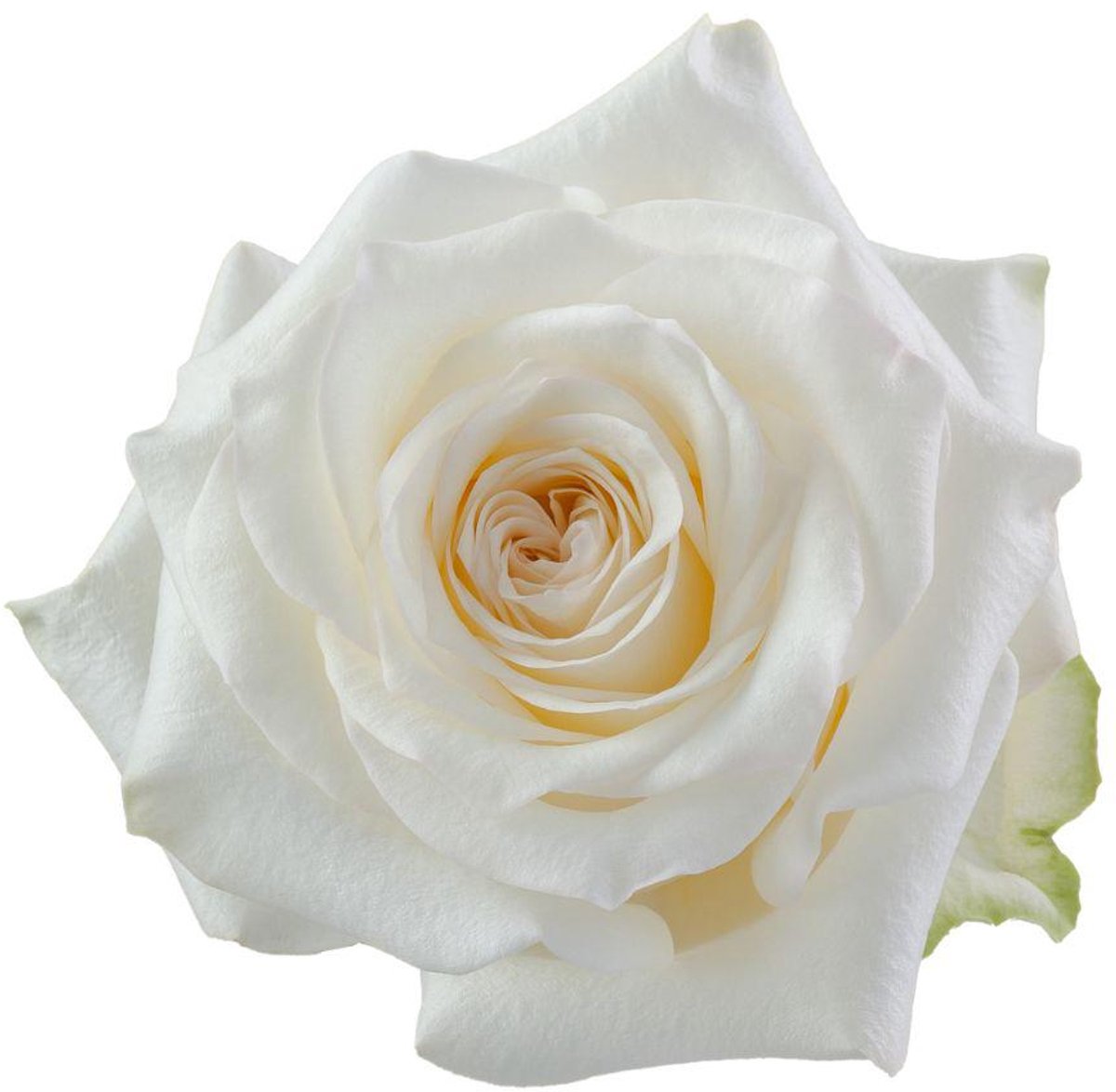 25x Rosa candlelight 40cm
