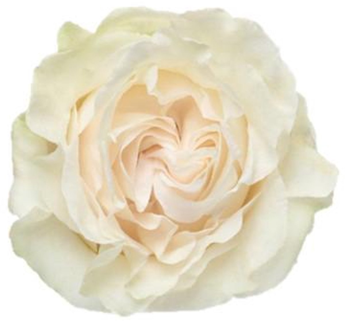 10x Rosa cotton x-pression 50cm