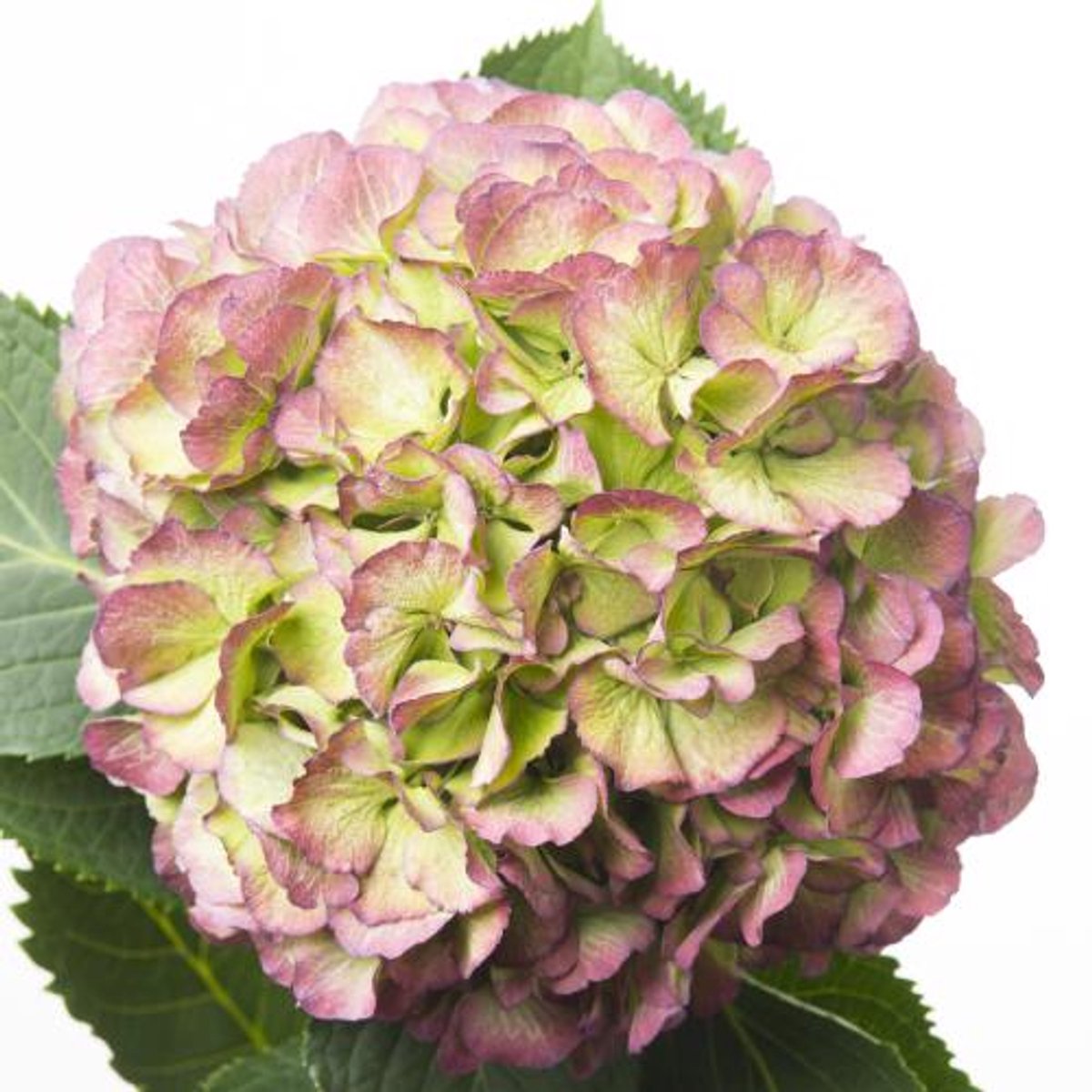 10x Hydr.elbtal classic 60cm
