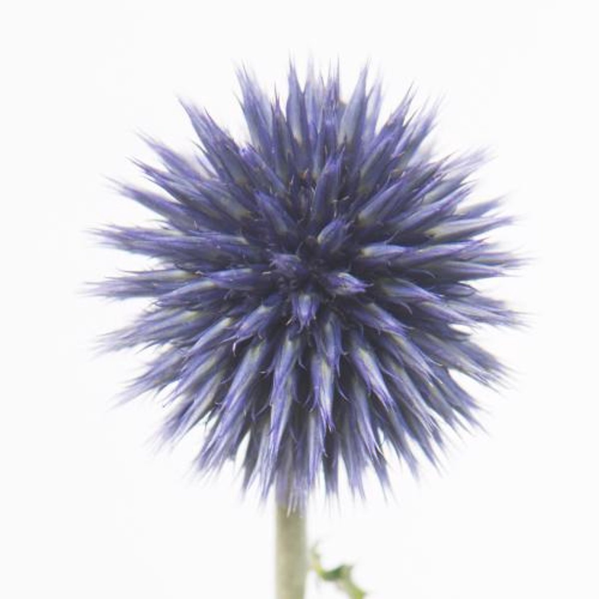 10x Echinops blue globe 60cm