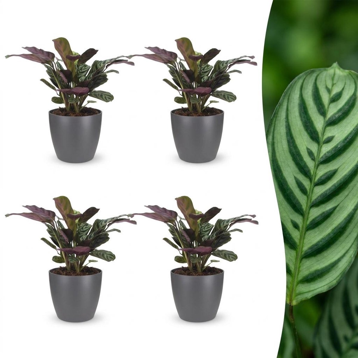 Plantenboetiek.nl | Ctenanthe Burle Marxii - Visgraatplant - 4 Planten - met Potter Grijs - Ø12cm - 30cm hoog