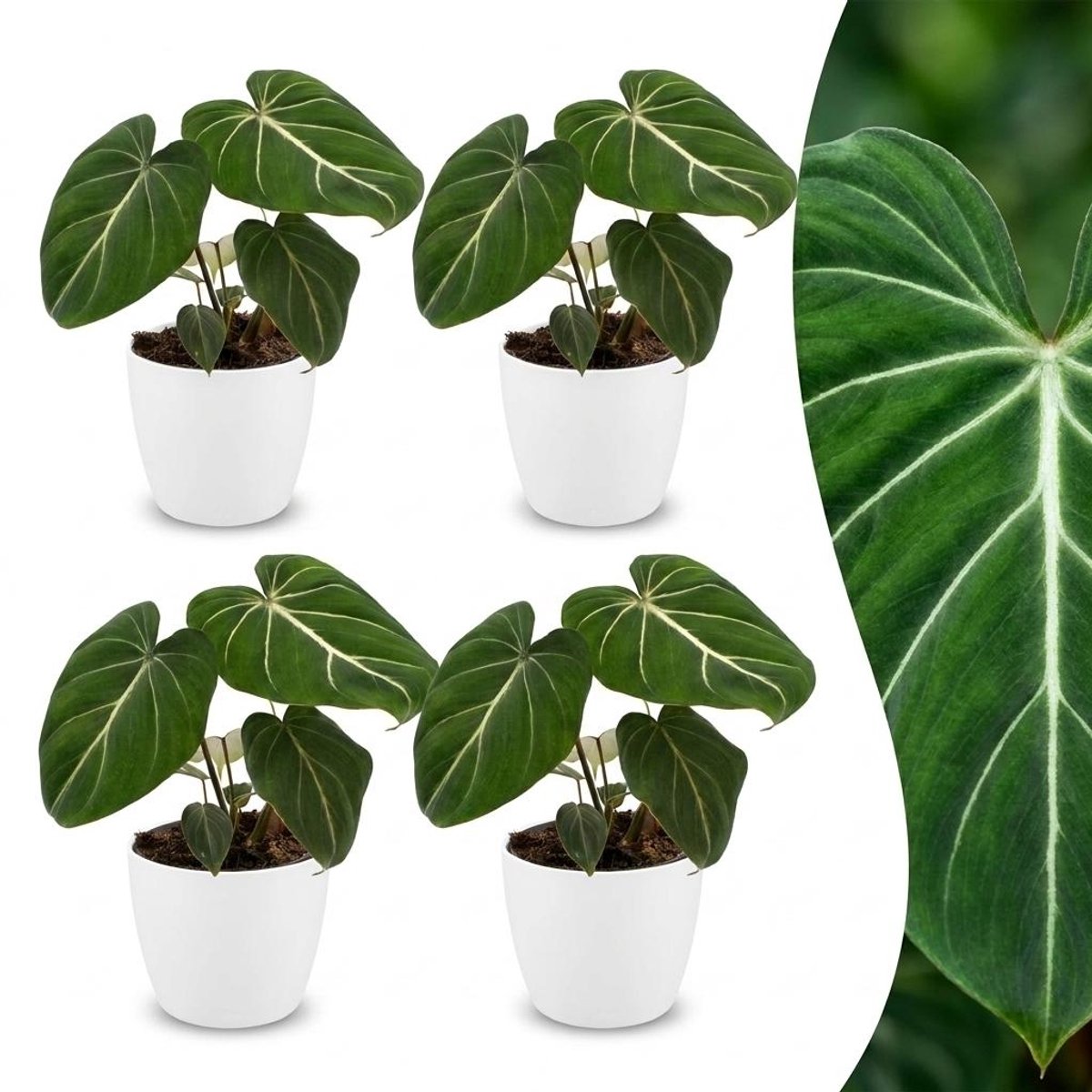 Plantenboetiek.nl | Philodendron Gloriosum - Glorie Philodendron - 4 Planten - met Potter Wit - Ø12cm - 25cm hoog