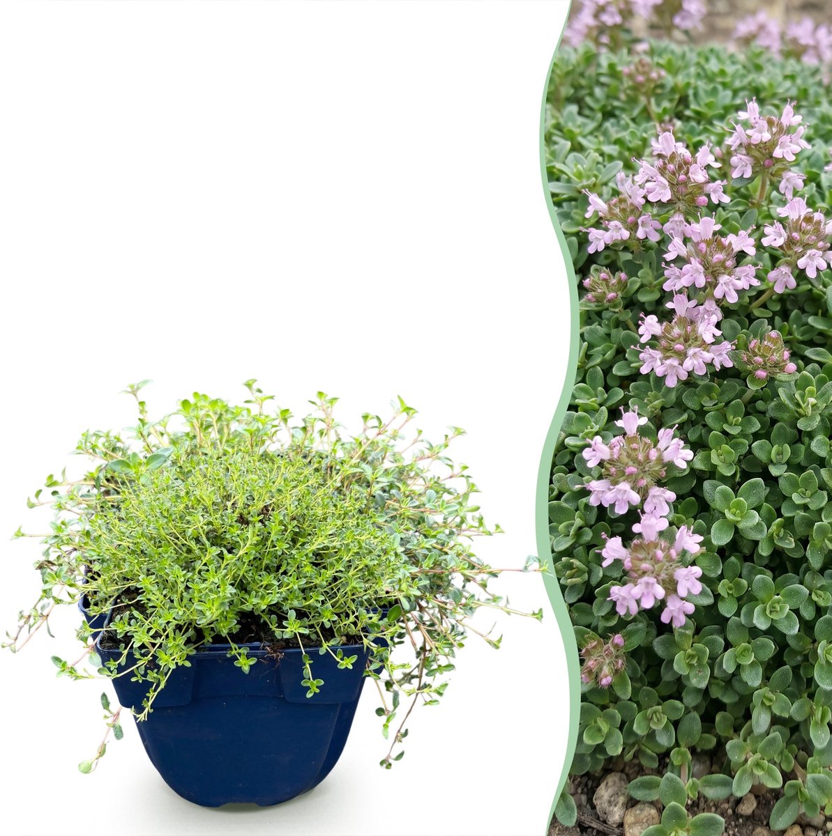 Plantenboetiek.nl | Thymus praecox Minor - KruipTijm - Geurend - Roze - Ø11cm - 15-25cm hoog - Tuinplant