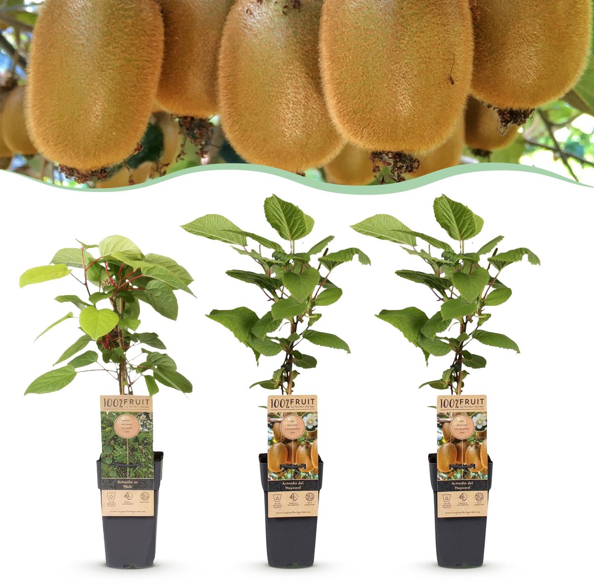 Plantenboetiek.nl | Actinidia Weiki & Hayward - Kiwiplant - 1 Mannelijke - 2 Vrouwelijke - Planten - Groen - Ø15cm - 40-50cm hoog - Tuinplant