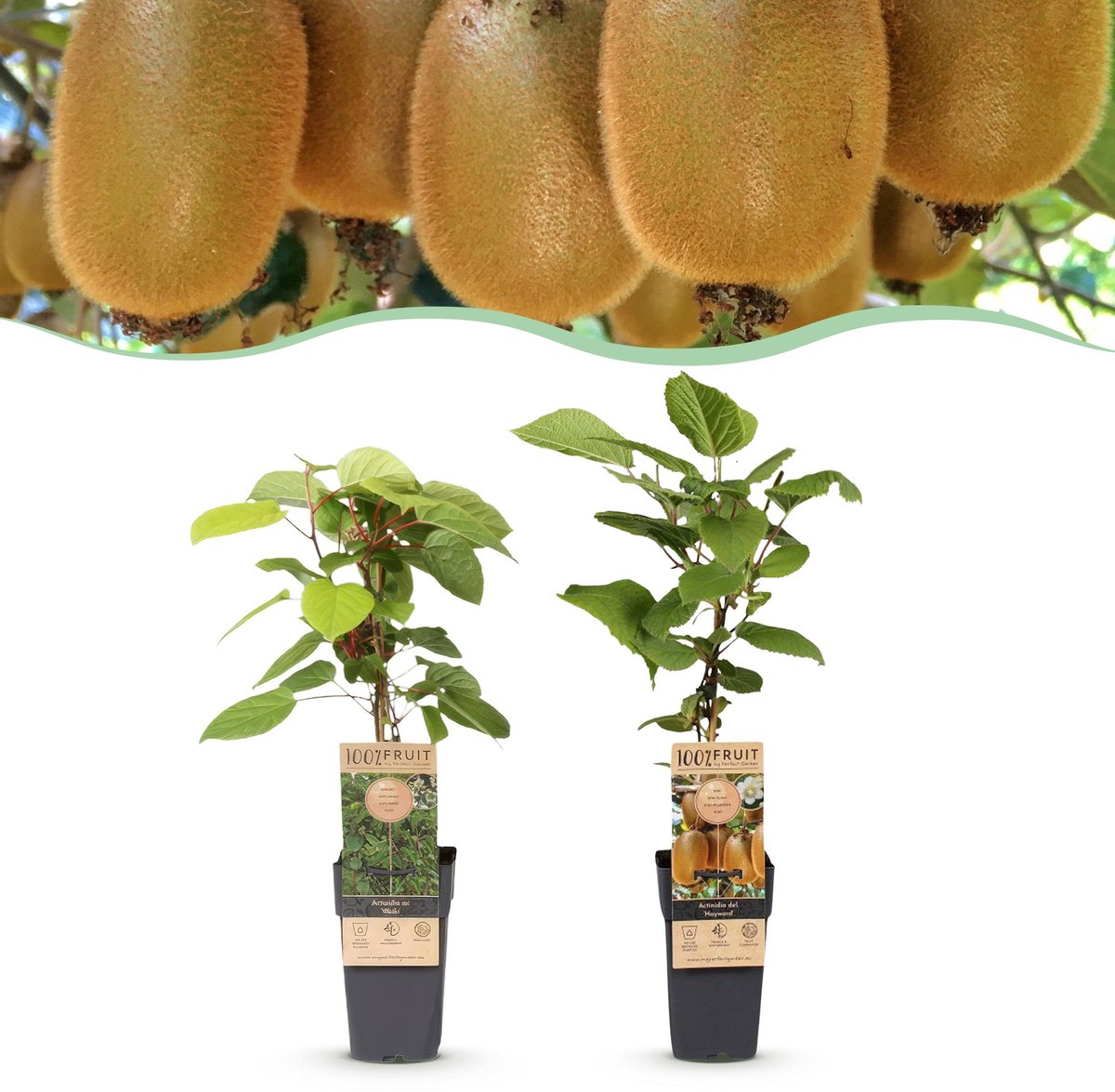 Plantenboetiek.nl | Actinidia Weiki & Hayward - Kiwiplant - 1 Mannelijke - 1 Vrouwelijke - Planten - Groen - Ø15cm - 40-50cm hoog - Tuinplant