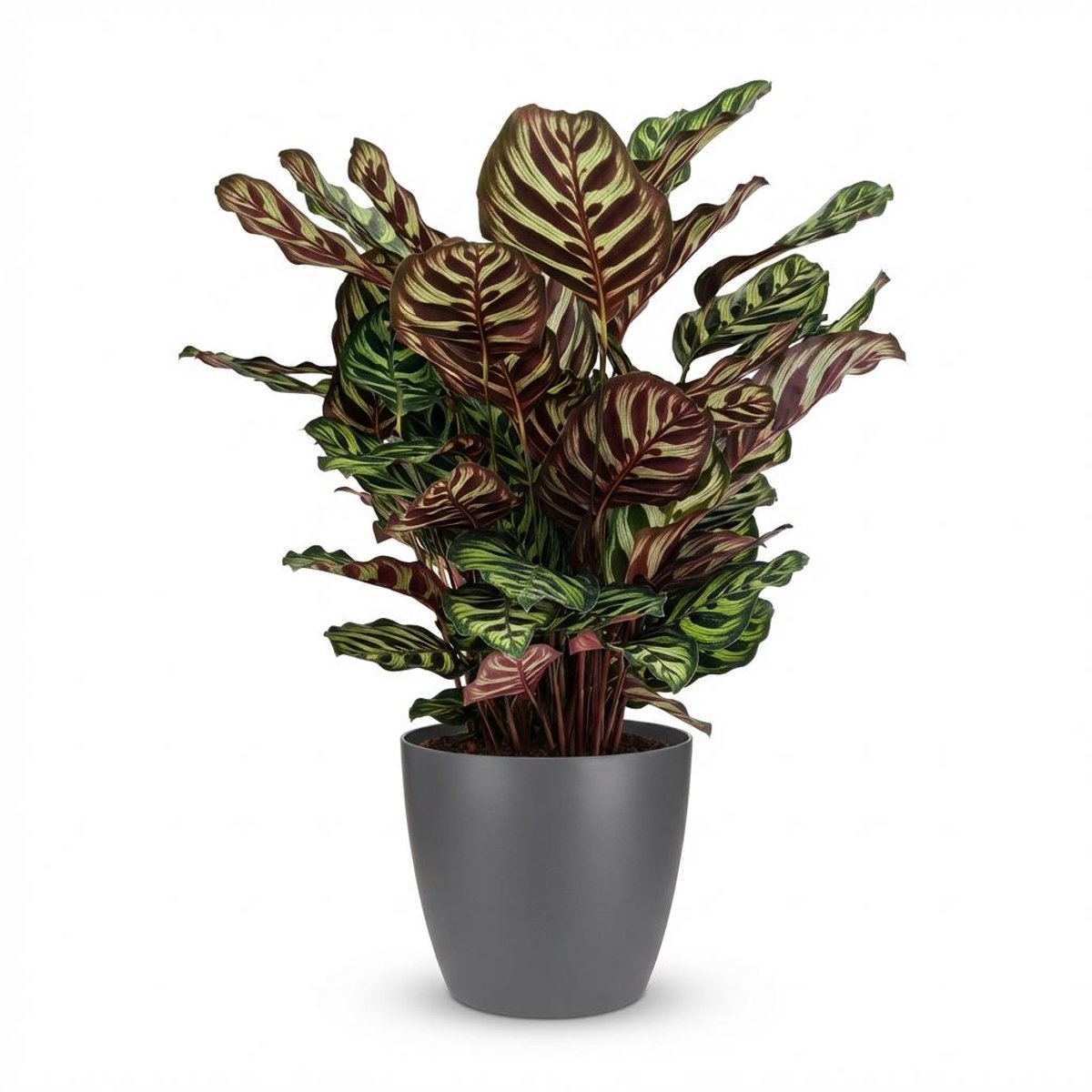 Plantenboetiek.nl | Pauwenplant - Calathea Makoyana - Groen - Weinig onderhoud - met Potter Grijs - Ø19cm - 60-70cm hoog - Kamerplant - Groenblijvend