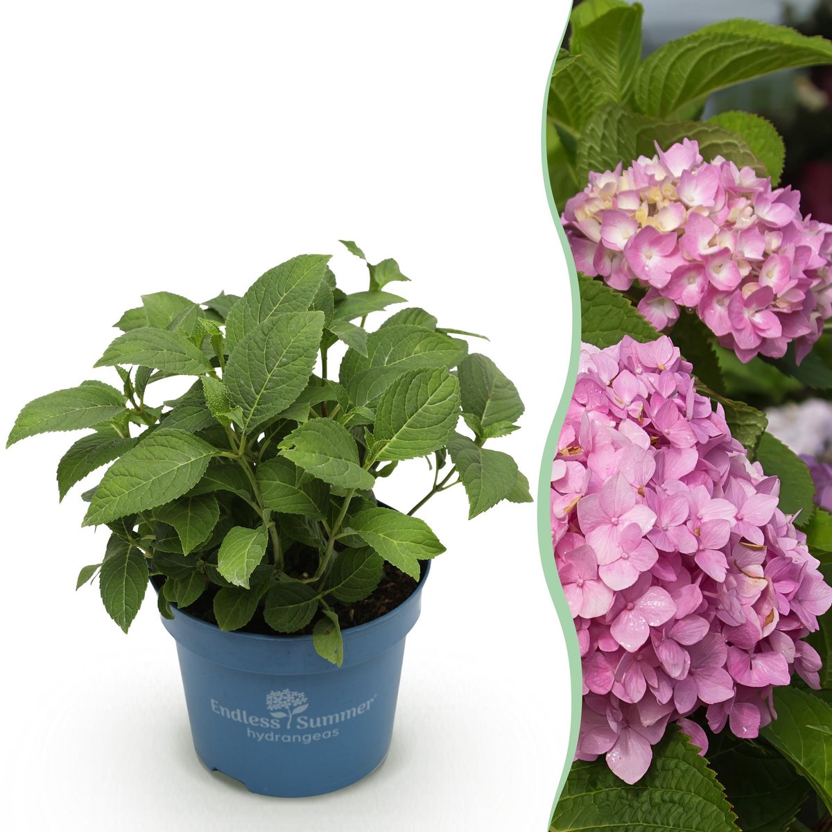 Plantenboetiek.nl | Hydrangea Endles Summer The Original Pink - Hortensia - Winterhard - Roze - Ø14cm - 20-25cm hoog - Tuinplant