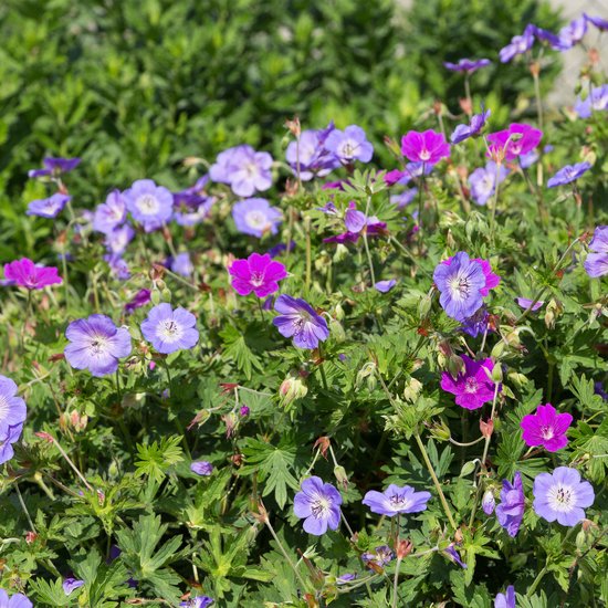 Groep paarse en roze ooievaarsbekken met groene bladeren in de zon.