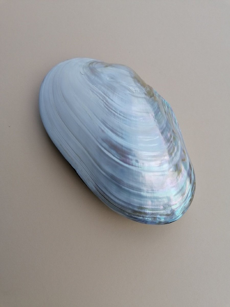 schelpendoos sieradendoos ringdoos parelmoer