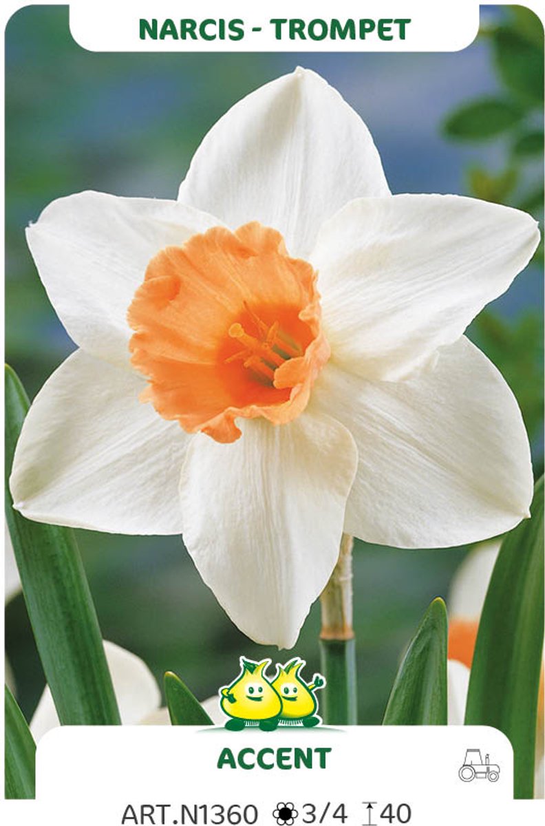 20 Bollen Narcis Trompet Accent maat 13/15