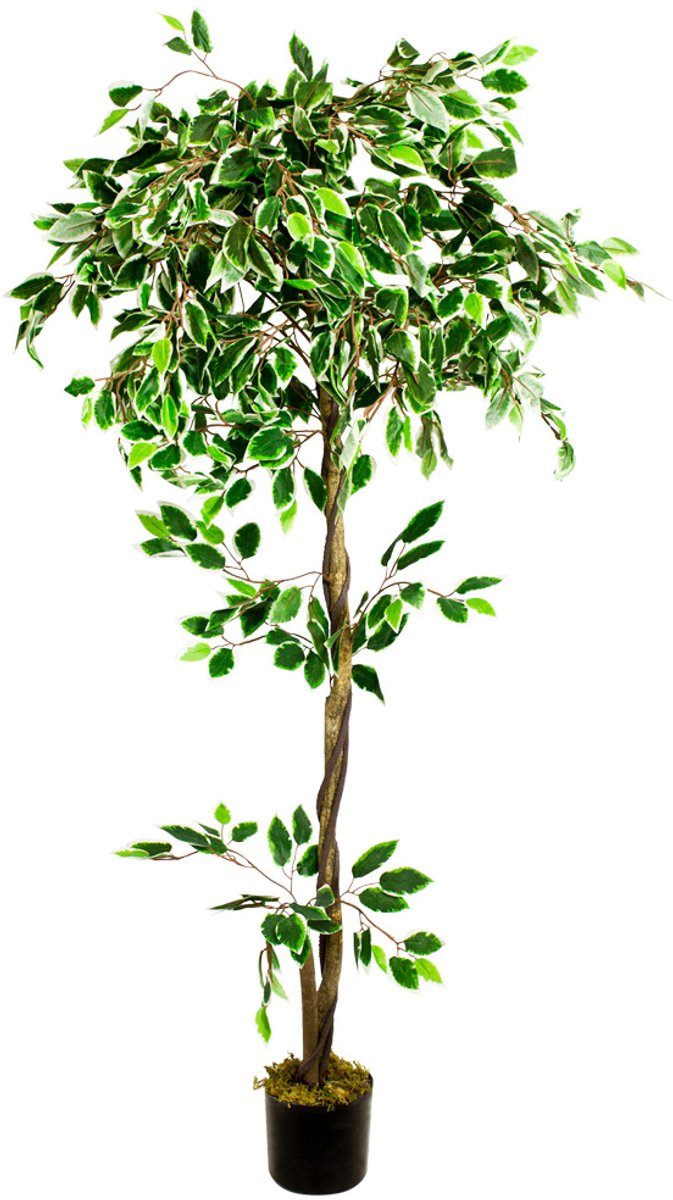 Kunstmatige Valse Ficus Benjamin Plant 160cm Echt Hout DECOVEGO