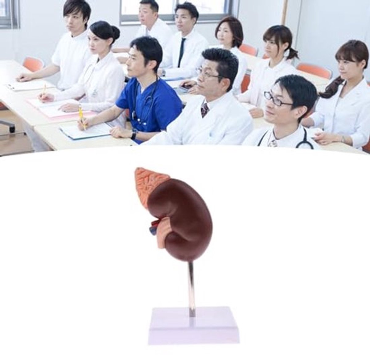 Model nier, 24 markers duidelijke zoning premium kleurverf geen vervaging nier anatomie model vlamvertragend PVC menselijke anatomie modellen met basis