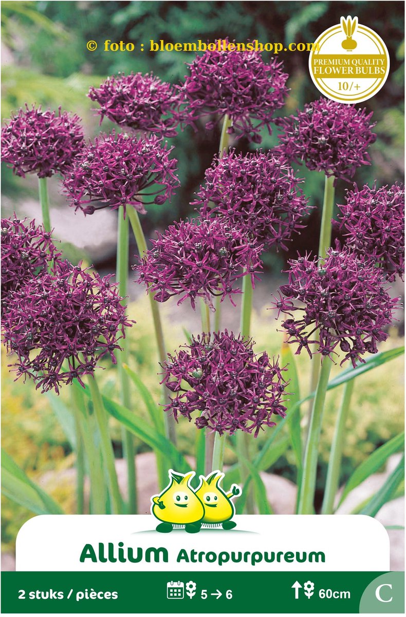 3 zakjes Allium Atroppurpureum maat 10/+