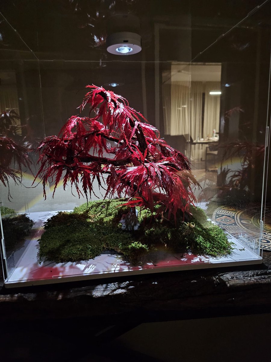 Bonsai Rode Acer — Gepreserveerd Botanicaal Object in een luxe transparant acryl kubus met spotlight en afstandsbediening