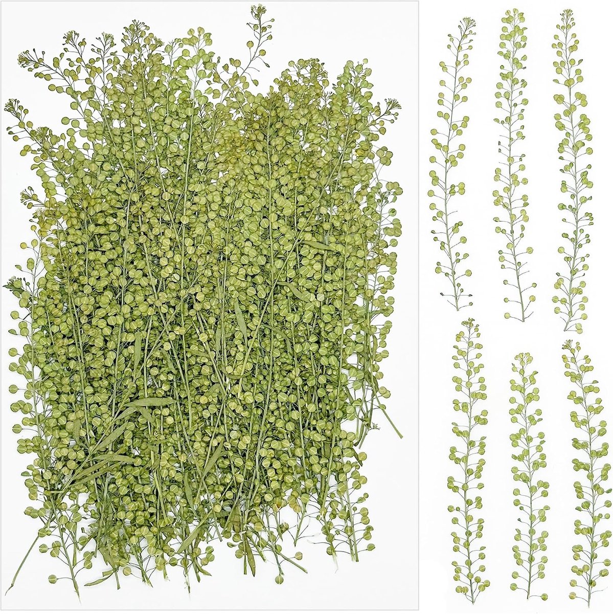 Drogen bloemen 100 stuks - Natuurlijk gedroogd - Voor epoxyhars en scrapbooking - Vrolijke kleuren en vormen - ShopVlot