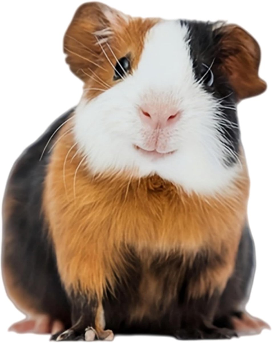 Realistische cavia-sticker van 5,5 inch - waterdichte vinyl autostickers, glanzende, duurzame autostickers - ShopVlot