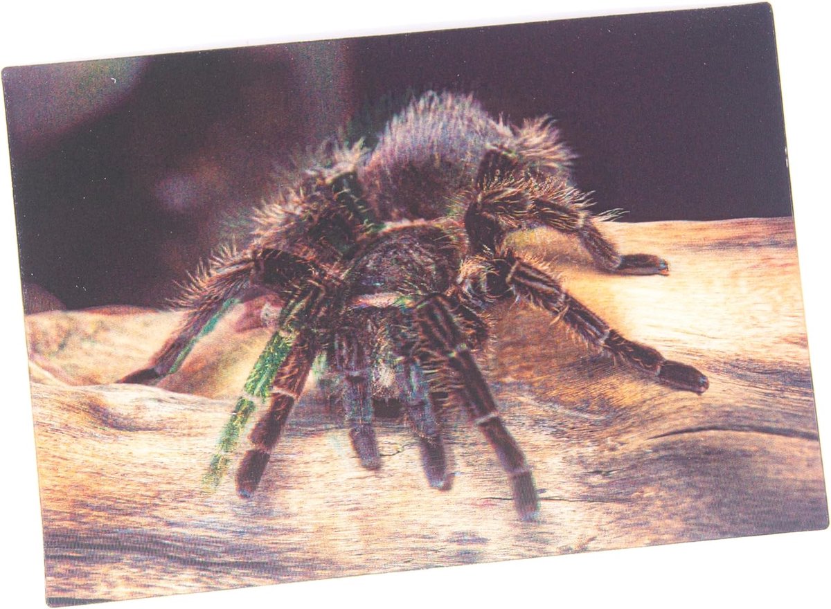 3D postcard tarantulas, postcard wobble card hologram card animal spiders spiders - ShopVlot