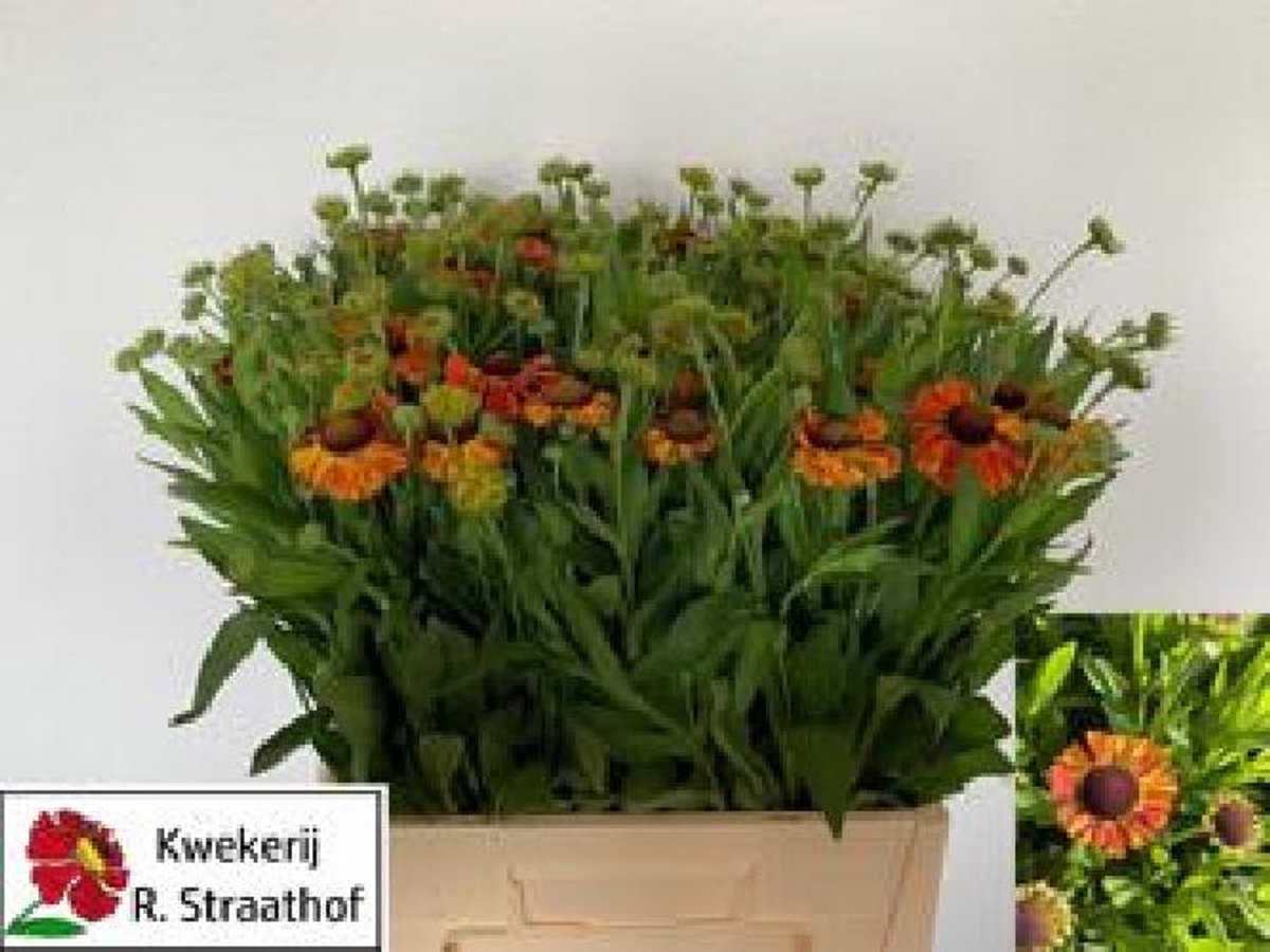 20x Helenium kupfersprudel 60cm