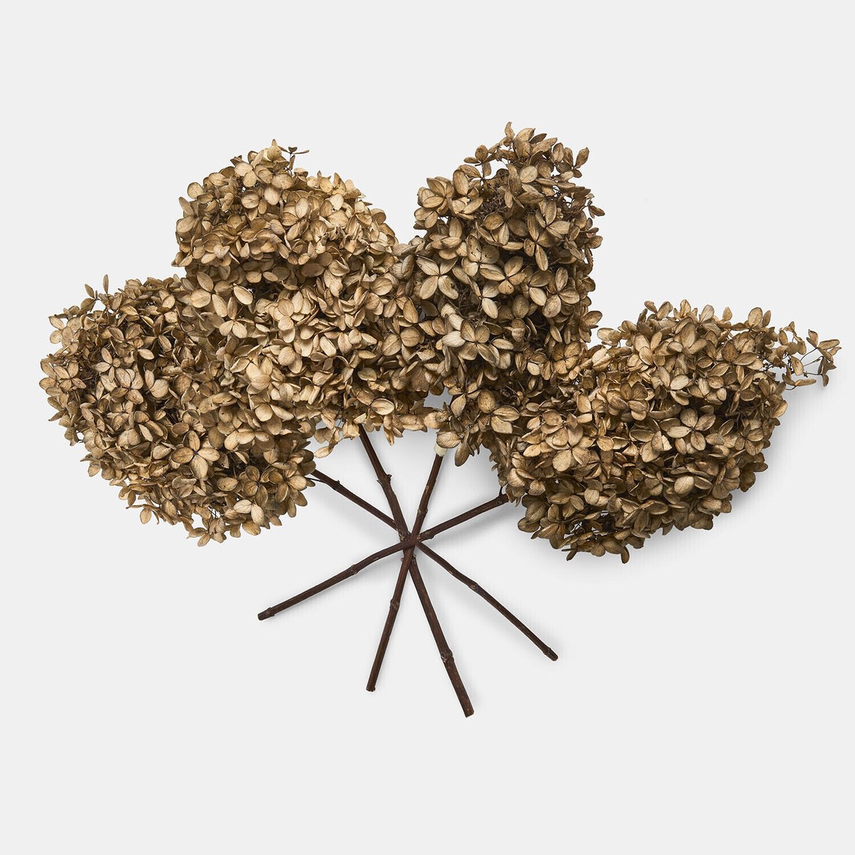 LOBERON Droogbloem set van 3 Brissonne bruin