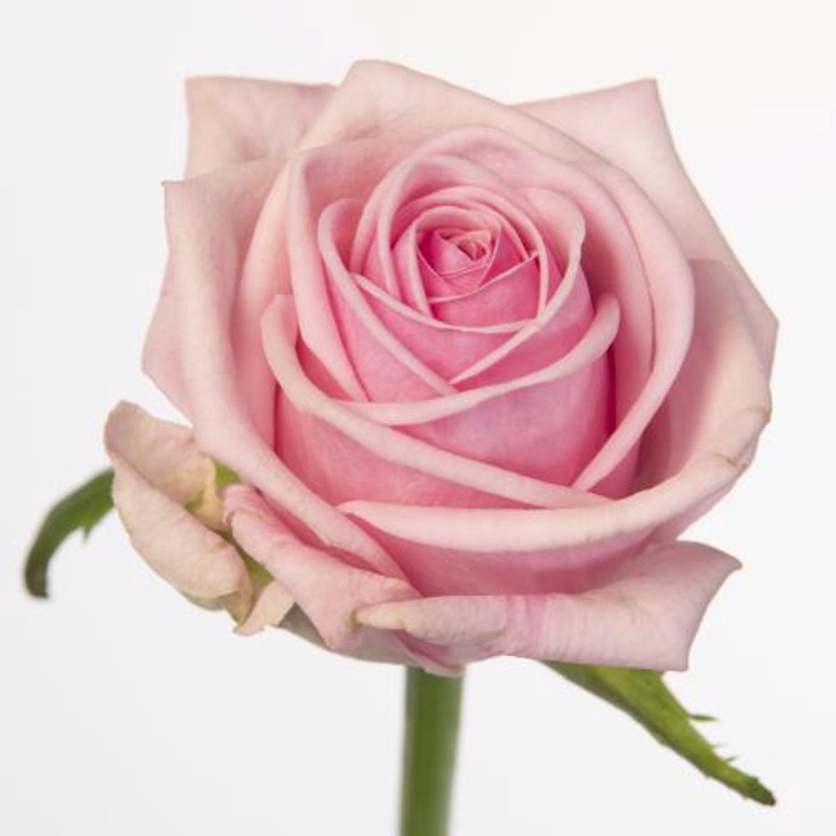 20x Rosa heaven! 40cm