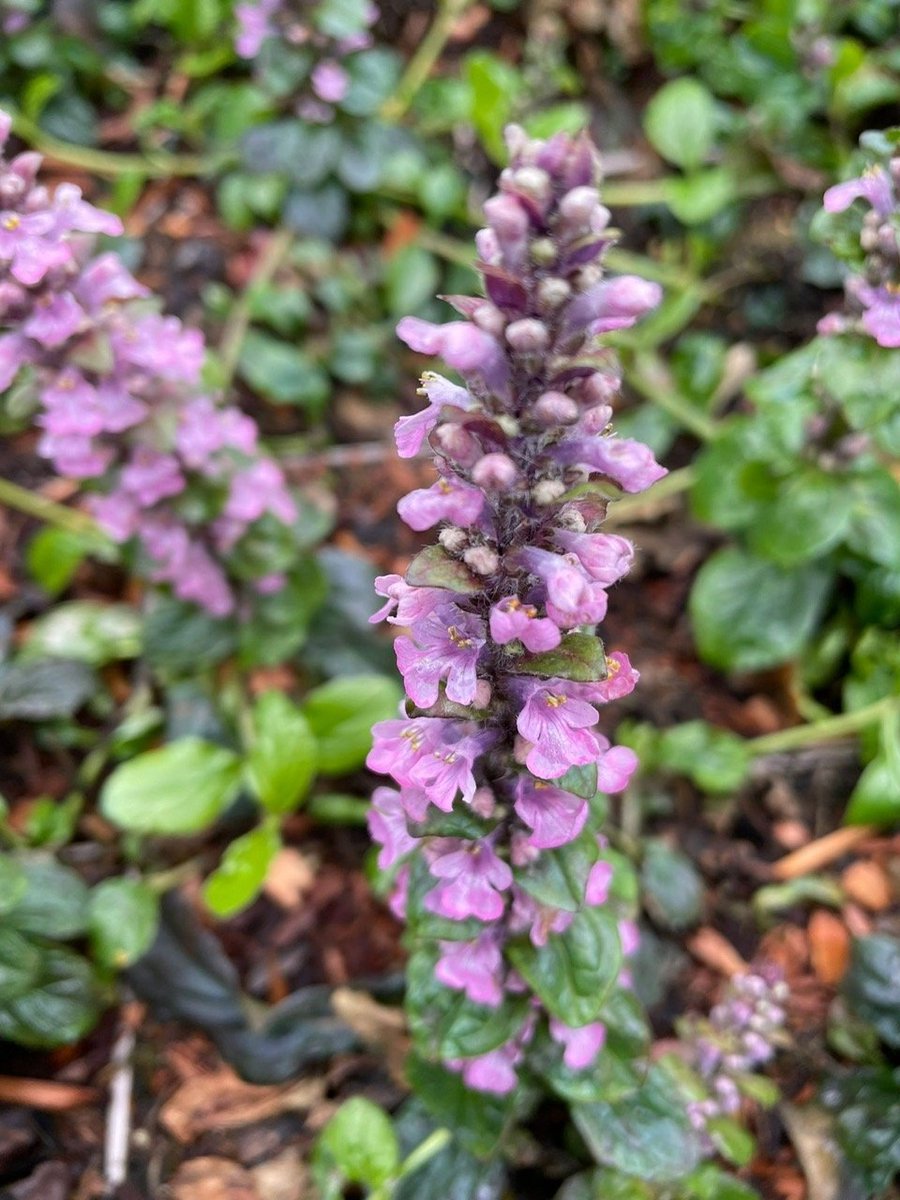 6x Ajuga reptans 'Rosea' - Kruipend Zenegroen - P9 Pot (9 x 9cm) - Dima Vaste Planten