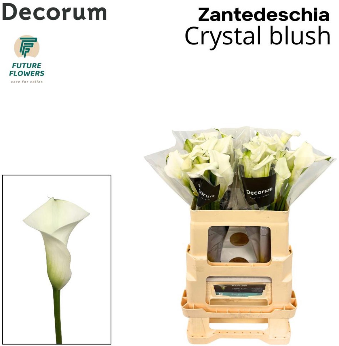 10x Zant.crystal blush 50cm