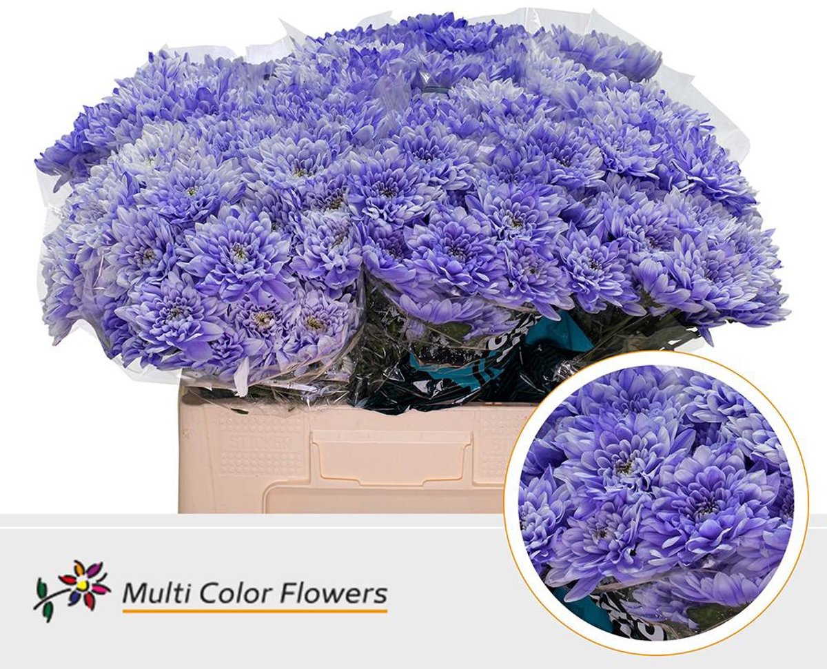 10x Chrysant overig 60cm