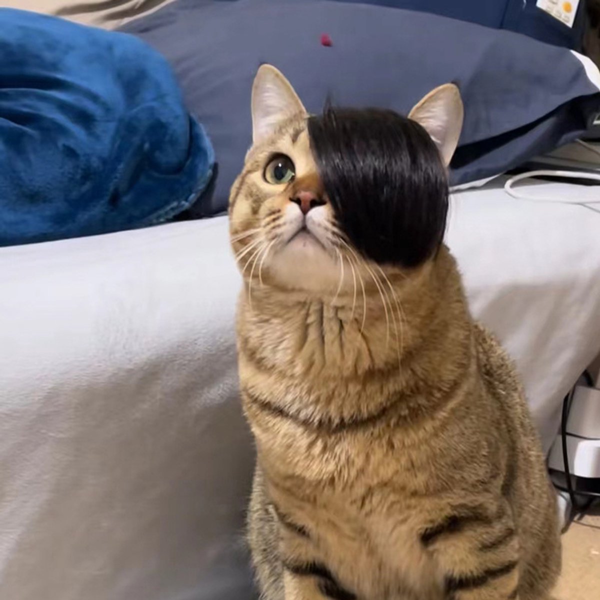 Grappige Kat Pruik Zwart Asymmetrisch Haarstuk - Foto Accessoire voor Katten & Kleine Honden/Huisdier Pruik Haaraccessoire - Humoristisch Voor Fotoshoots & Feesten