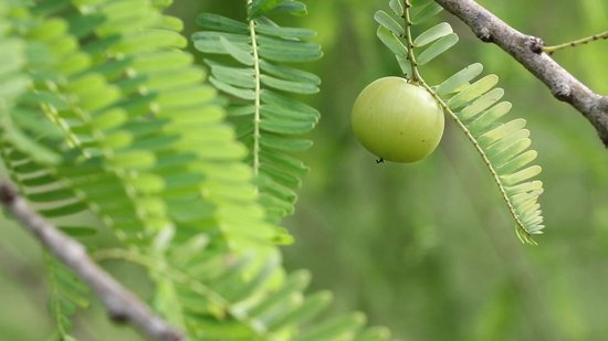 PureOil – Amla Oil – 100ml – Koudgeperst & Hexaanvrij – 100% Puur, Natuurlijk & Vegan – Amla Olie Voor Haar | Huid | Gezicht | Scalp | Wimpers | Wenkbrauwen | Nagels | Massage - Haarolie - Incl. Ebook